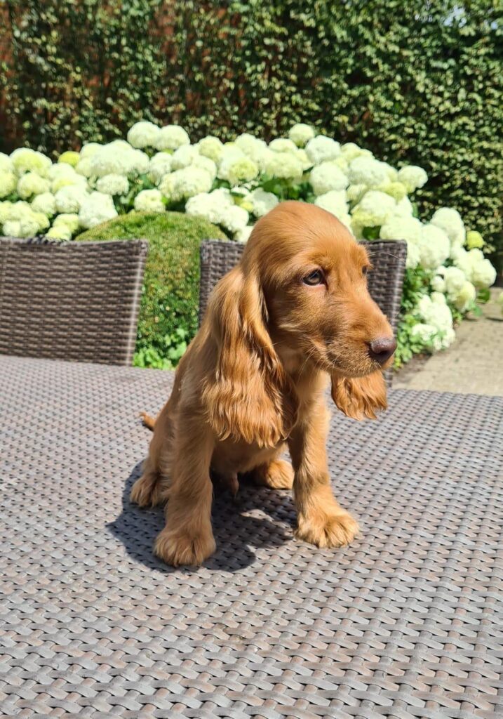 Engelse Cocker Spaniel fokker