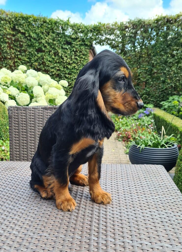 Karaktereigenschappen van een Engelse Cocker Spaniel