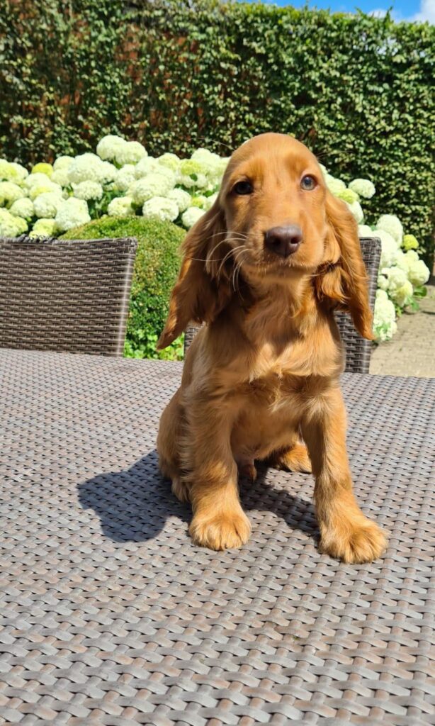 Een Engelse Cocker Spaniel kopen bij Jan Adams
