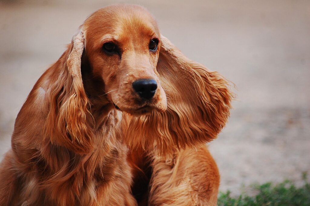 Een Engelse Cocker Spaniel fokker: waar moet je op letten?​