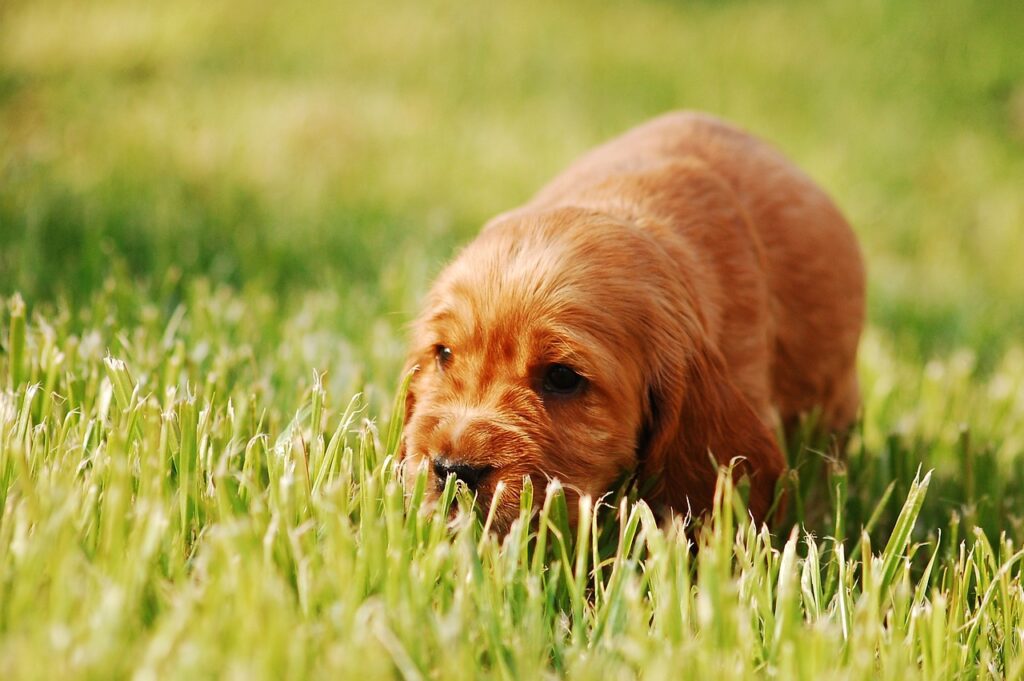 Een Engelse Cocker Spaniel kopen: dit zijn de stappen die je moet nemen