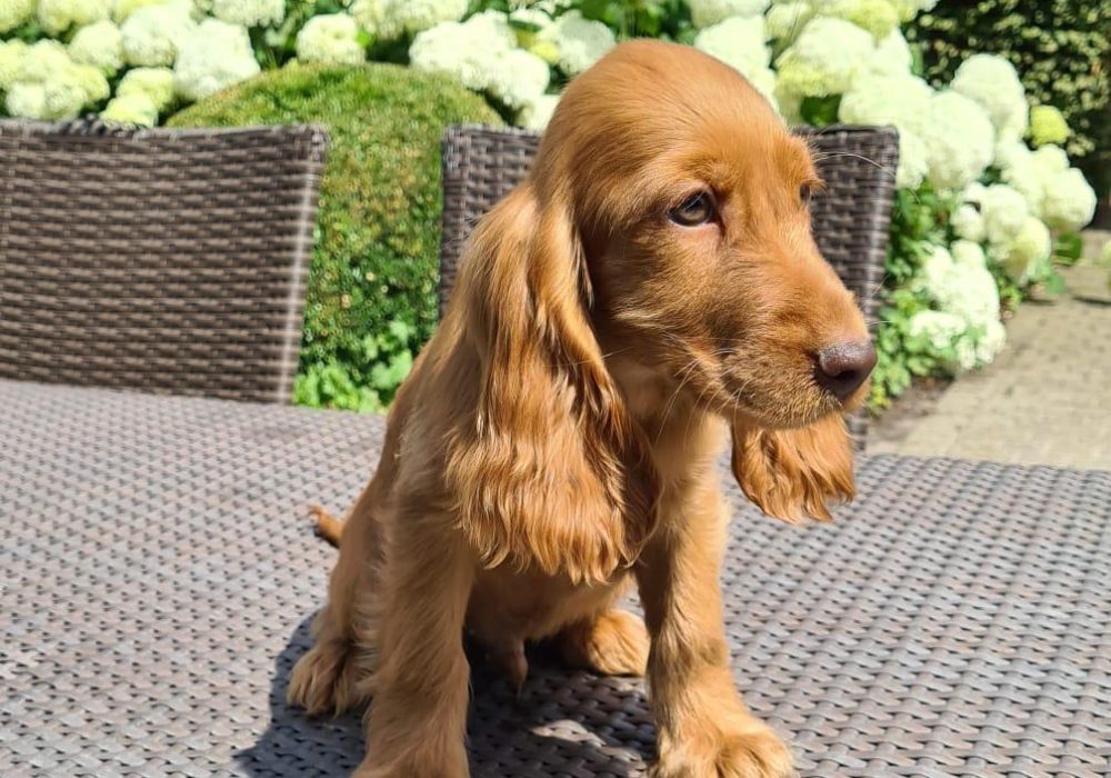 Engelse Cocker Spaniel fokker
