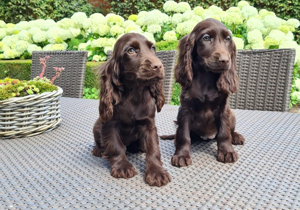 Een Engelse Cocker Spaniel kopen bij Jan Adams