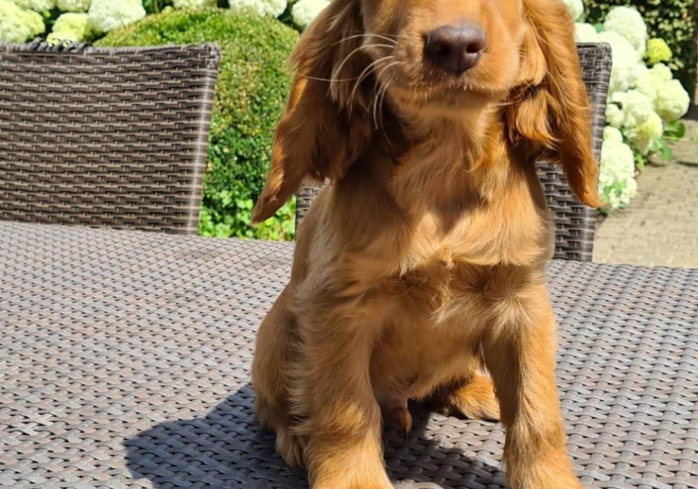 Engelse Cocker Spaniel