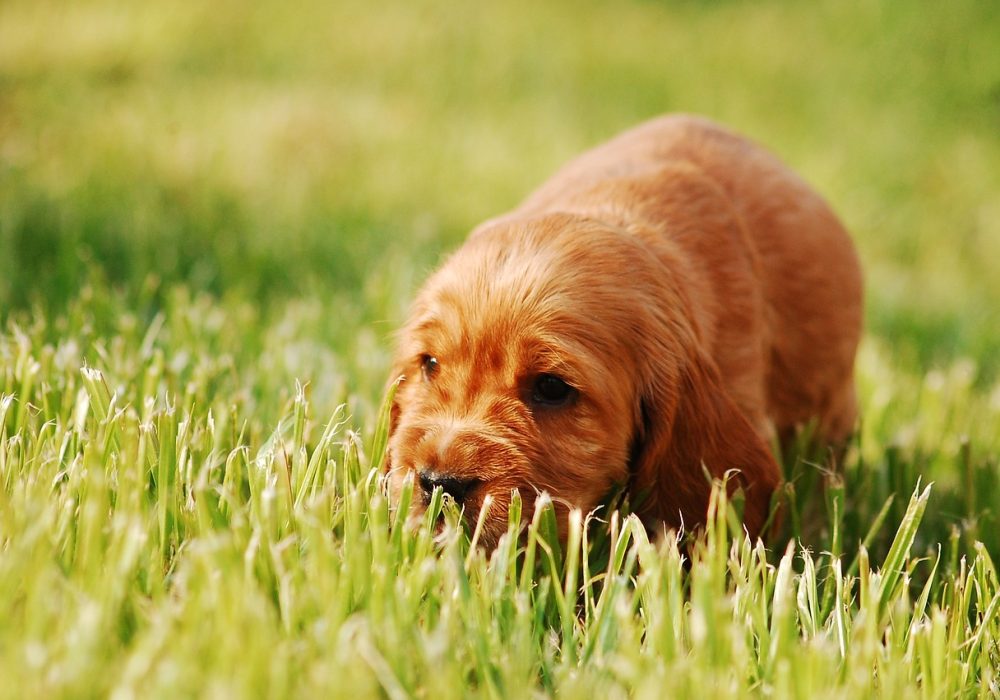 Een Engelse Cocker Spaniel kopen: dit zijn de stappen die je moet nemen